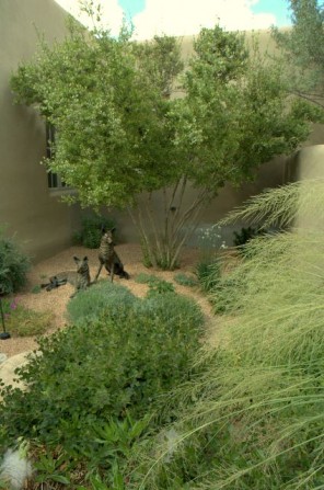 garden sculpture, wispy grass, new mexico privet, gravel mulch